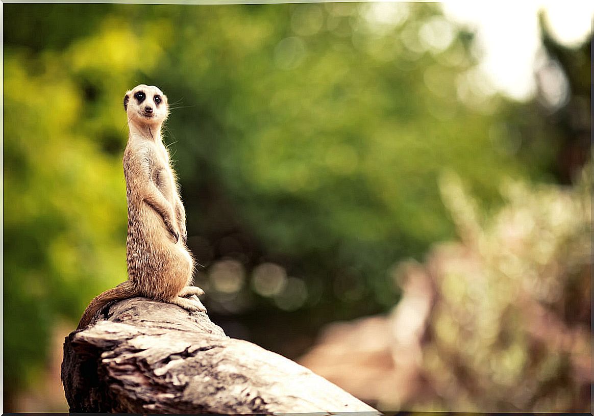 a raised meerkat.